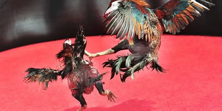 Cách Chơi Đá Gà Sabong Tại VN138 Chinh Phục Mọi Kèo